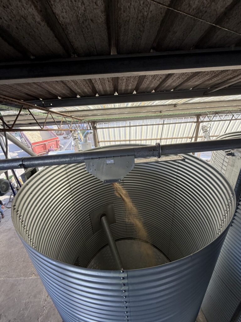 Remplissage automatique d'un silo par une installation de convoyage et de préparation de céréales.
